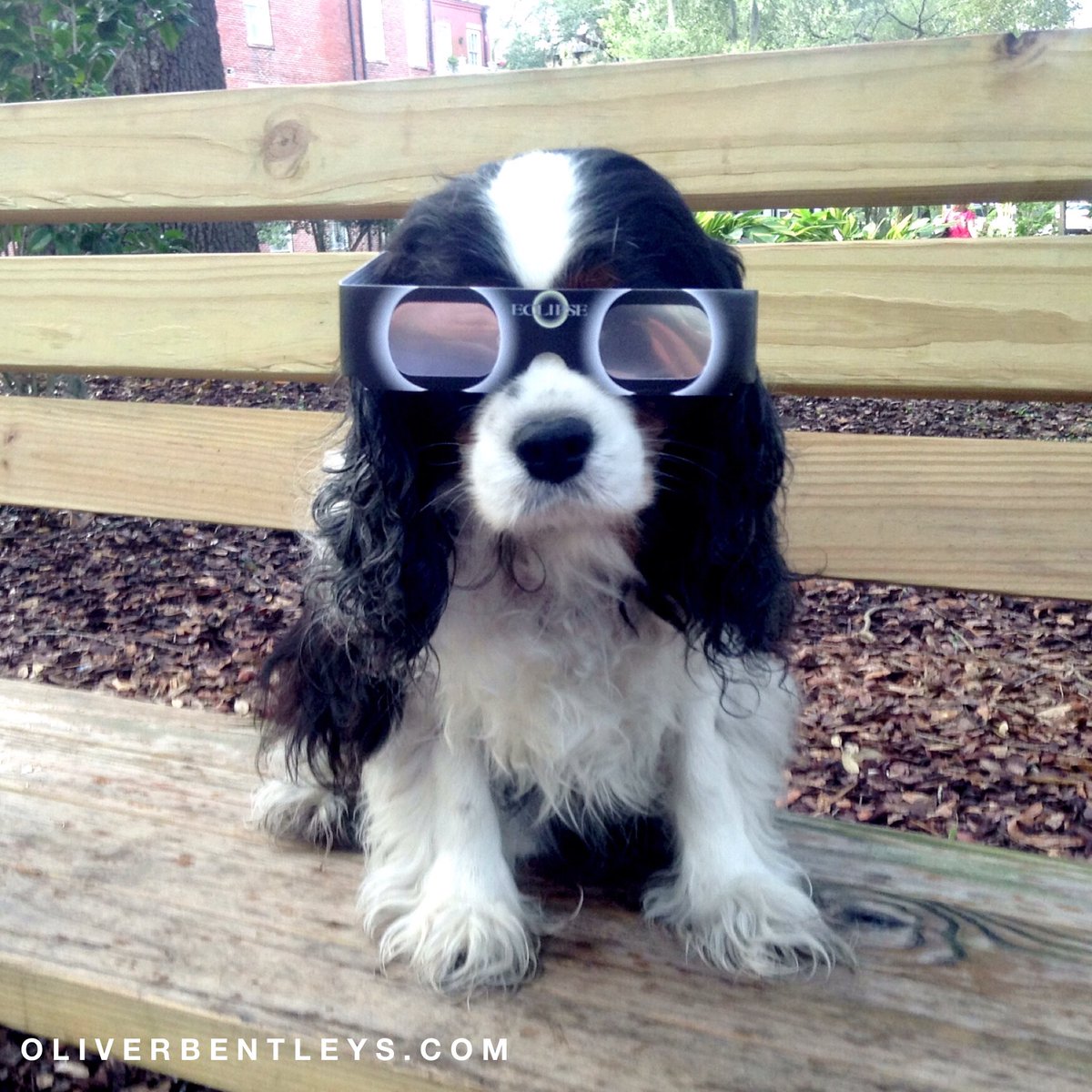 Oliver_Bentleys's tweet photo. I went to see a solar eclipse and all I saw was a thunderstorm, bummer.. But, I did get a kick butt pair of glasses… Woof #SolarEclipse2017 https://t.co/U0lWadICSz