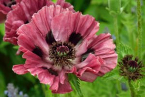 #poppies for Fall planting #barerootplants on #GardenBite gardenbite.com/2017/08/22/pap…