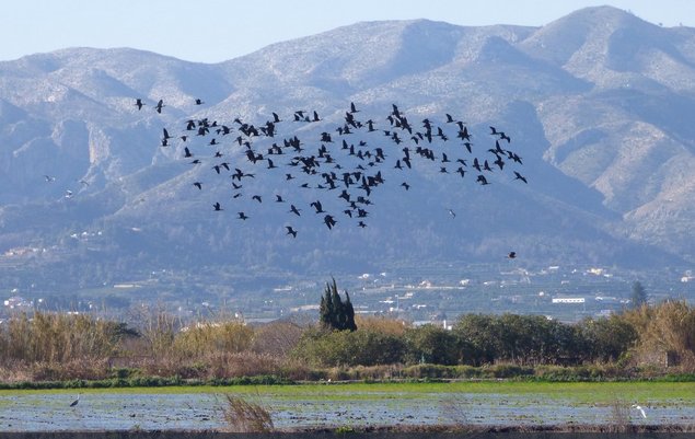 c_valenciana's tweet photo. Actividades este verano en los parques naturales de la Comunitat Valenciana https://t.co/hQtuHKpcgw vía @GVAparcs https://t.co/8NIwmz5gNQ