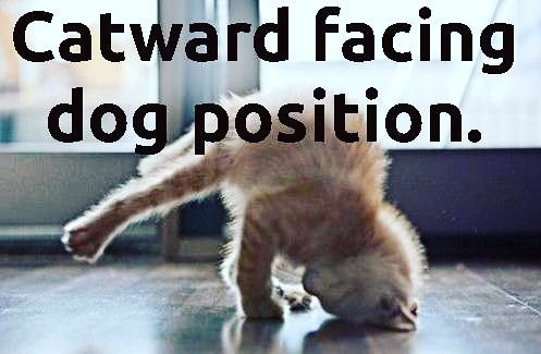 PlayPaws's tweet photo. Cat yoga!
#love #cute #dogs #bestoftheday #paws #cat #cats #kittens #kitten #pets #dog #kats #feline #kitty #kitties #catsrule #cuteoverload https://t.co/yQIbJyt98Q