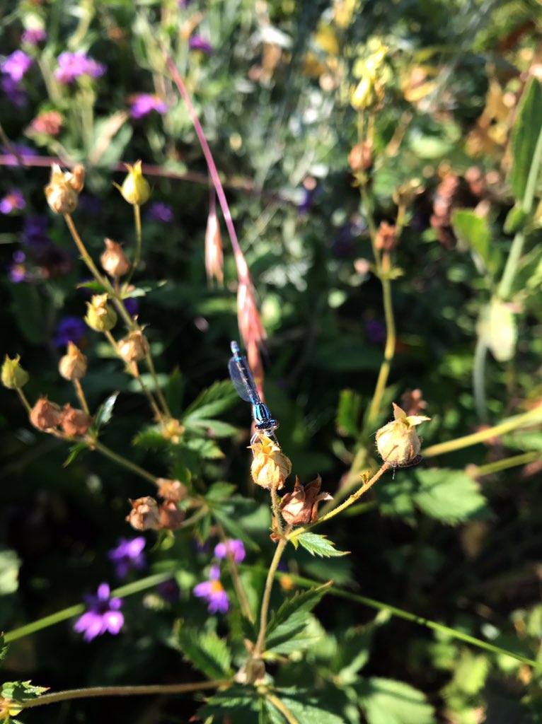PleaseBugMe's tweet photo. This #damselfly caught something tasty at #TonyGrove. #insects https://t.co/pEZSdY18hd