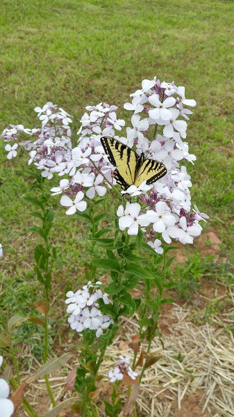 SourisWildlife's tweet photo. A #pretty Canadian Tiger Swallowtail #butterfly seen in East Baltic, photo courtesy of Frances Braceland. #DrinkingNectar #NatureIsBeautiful https://t.co/FCdrDbskJg
