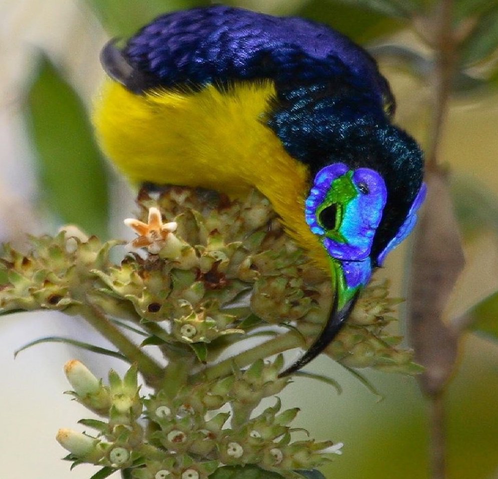 X 上的World birds：「Yellow-bellied sunbird-asity (Neodrepanis hypoxantha) https://t.co/DfuAaFGwkW」 / X