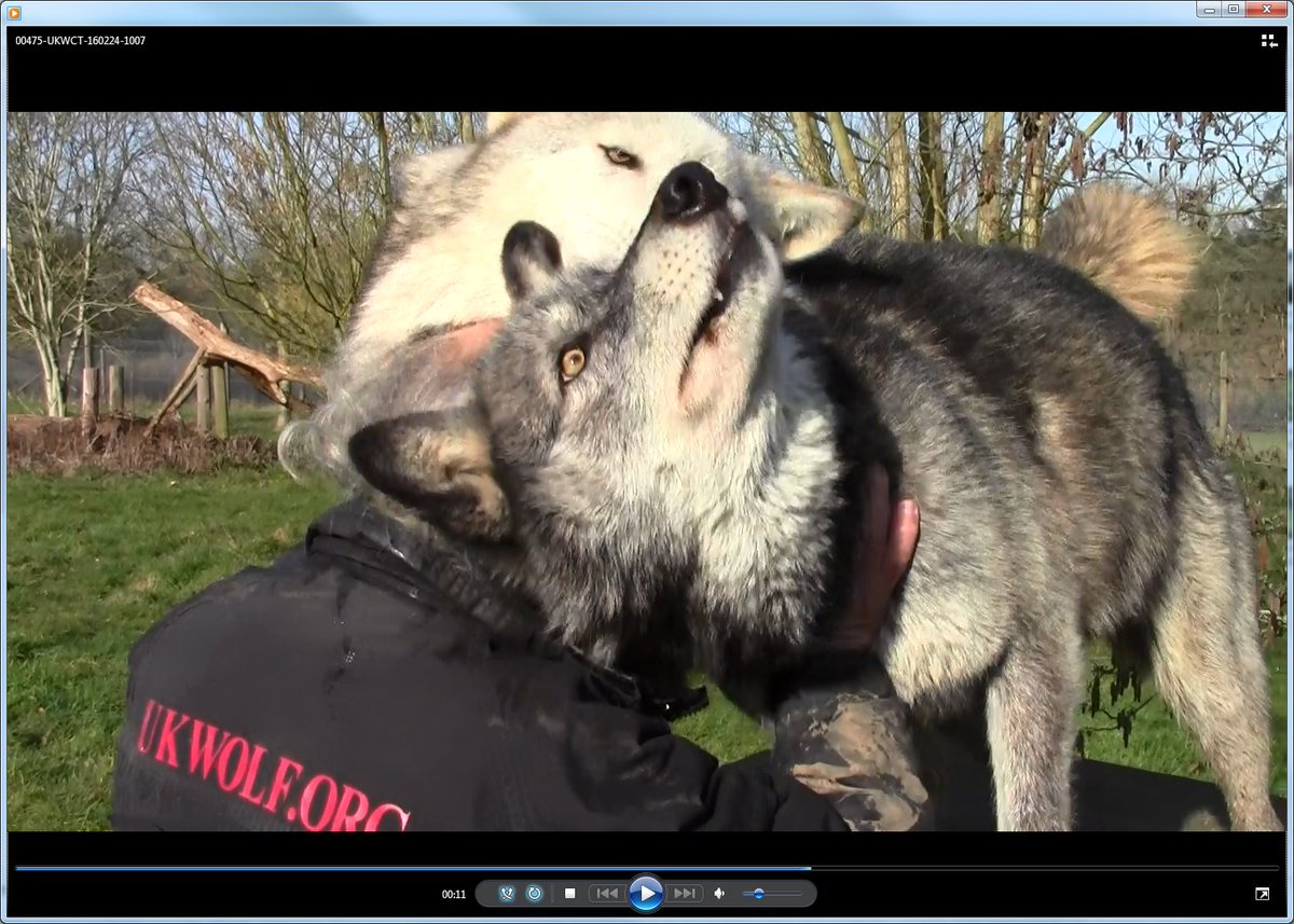 ElanaHobkirk's tweet photo. Silly Tala (and Tundra!) - loves her handler, Pat 😊 #wolvesareaffectionate #protectwolves #ResearchingWolves #wolfresearch https://t.co/soLUIYUFFL