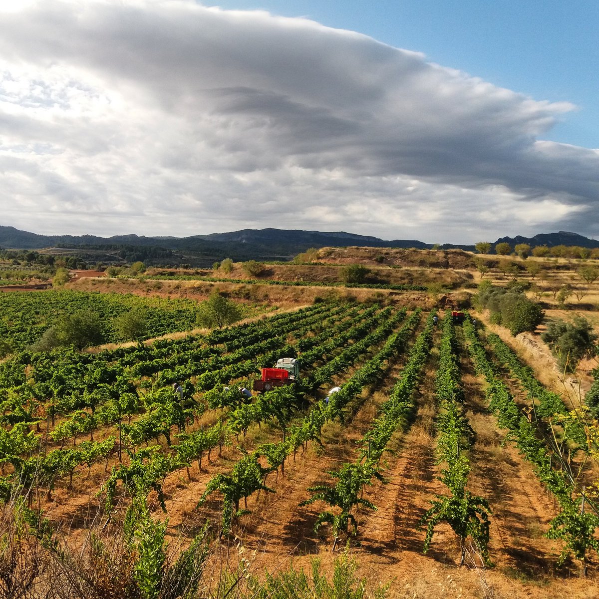 CellerFrisach's tweet photo. A cops de llom i de Sol rebroten de vida! #Esllomada2017 #harvest2017 #VeremaVernatxeta #CorBeraDEbre #wineadict #OrgasmicLands #wineadict https://t.co/eHZfd64vLa
