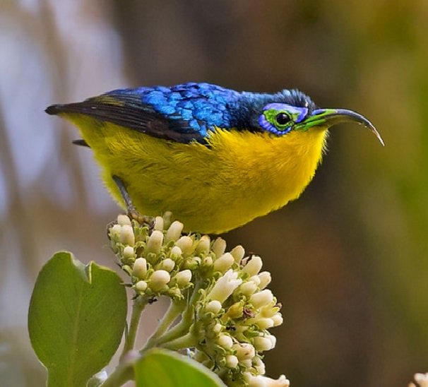 World birds on X: "Yellow-bellied sunbird-asity (Neodrepanis hypoxantha) https://t.co/DfuAaFGwkW" / X