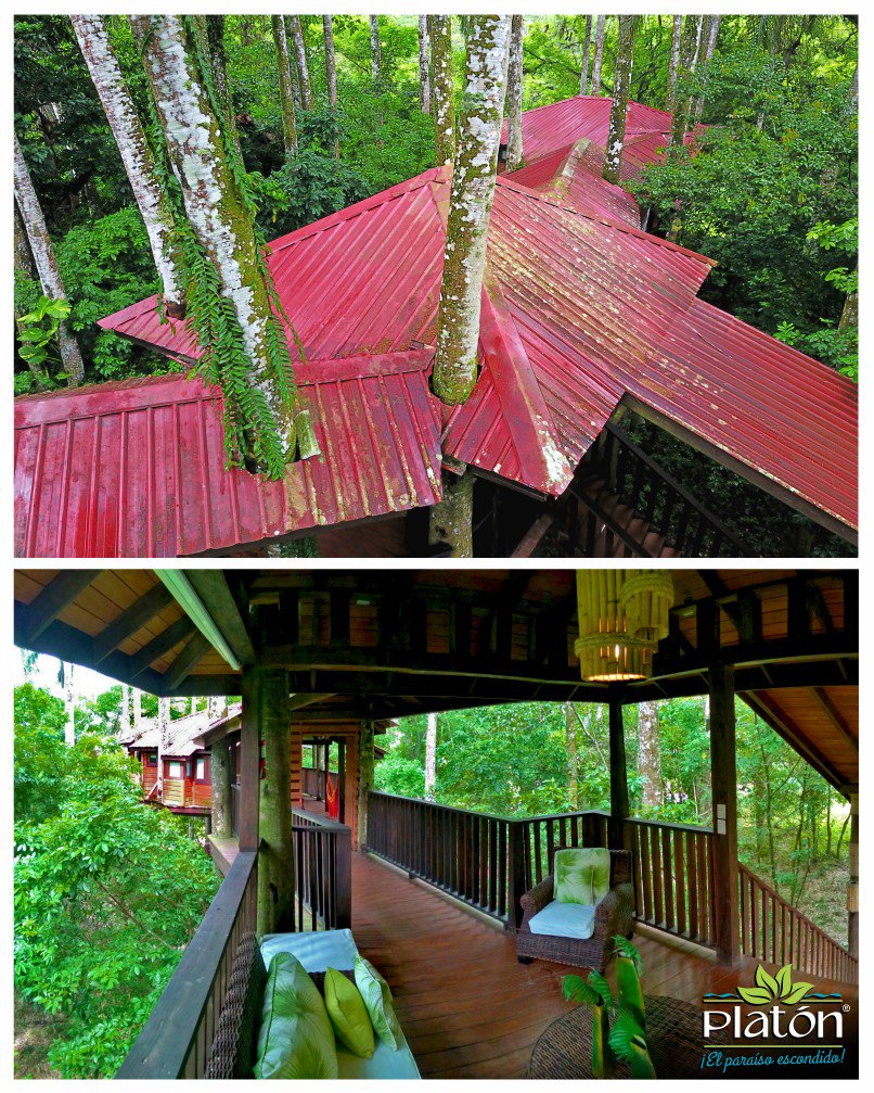 platonecolodge's tweet photo. #casaenelarbol #treehouseview #palmtrees #nature #naturelovers #ecoresort #barahona #surprofundord #dominicanrepublic #turismointernord https://t.co/LeldJgOnDc