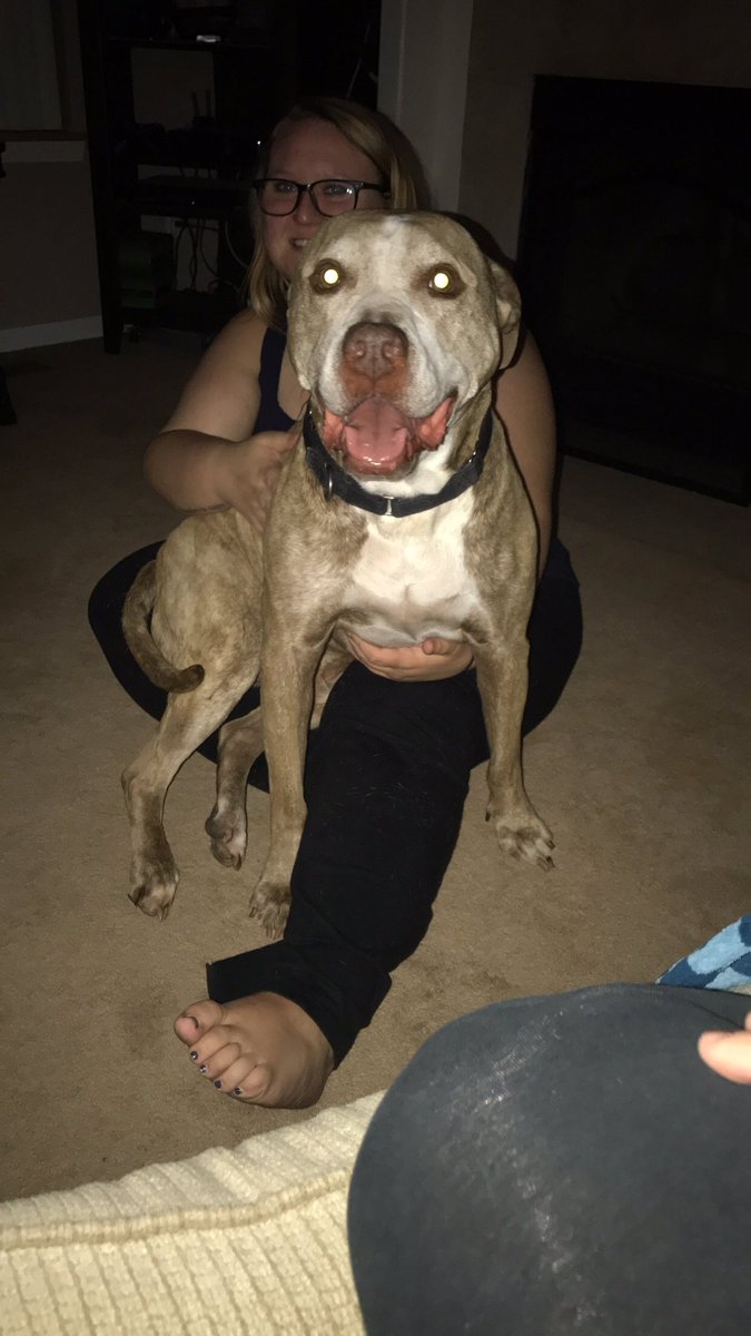 skiilleerr's tweet image. Don't get a pit bull they say. They hurt people they say. Welp mine sits on my lap and gets scared during storms 💛