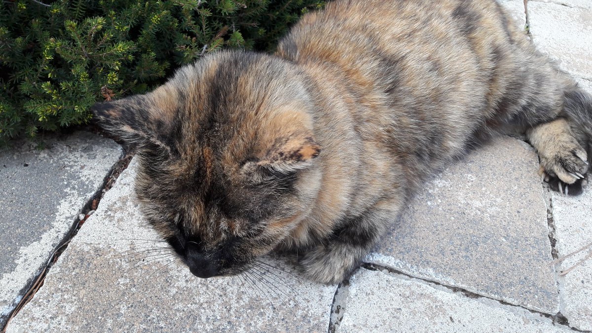 SumAndreja's tweet photo. @roksa007 @GeorgeBrko Tale naša, ki je imigrirala od soseda k nam, pozna zvok avta in se takoj pojavi, ko pripeljem na dvorišče. #19let  😂😂🐱 https://t.co/X7mqnElA88