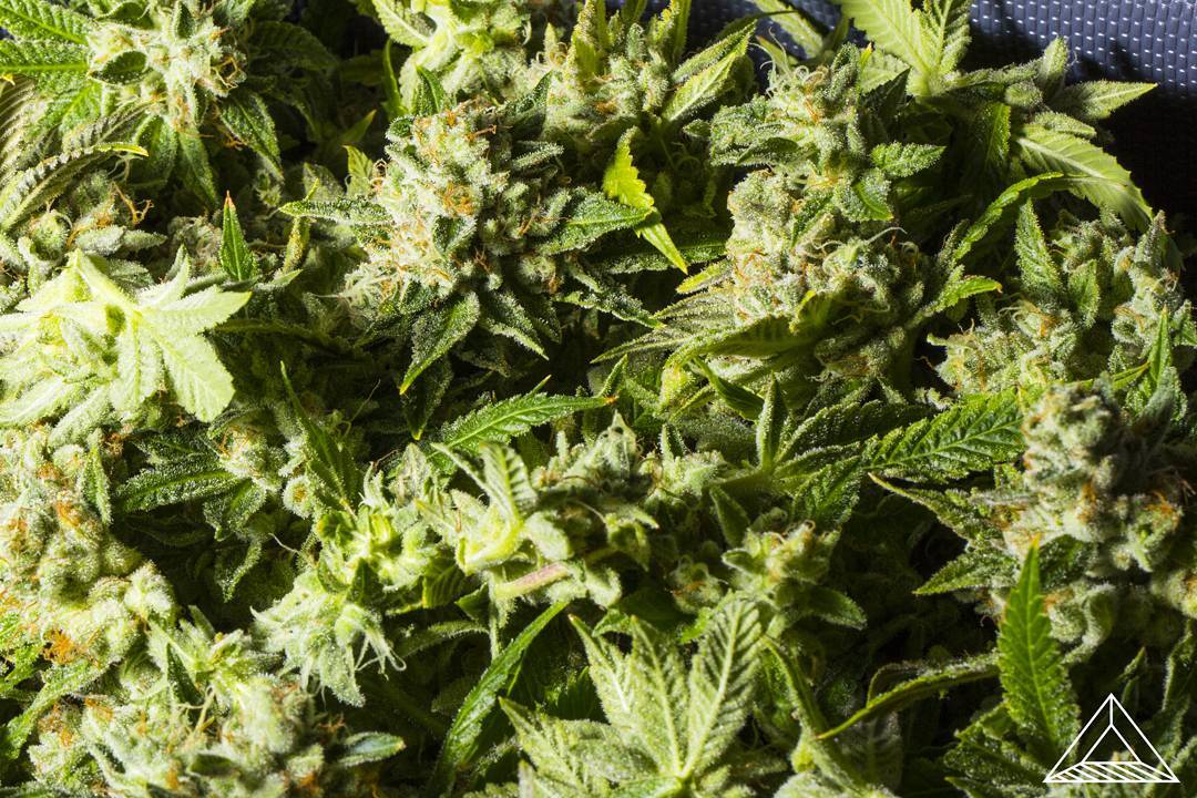 #PesticideFree Sonoma grown #Cannabis 🌱 '92 OG cultivated by Atrium CA and soon to be extracted by #BeezleExtracts