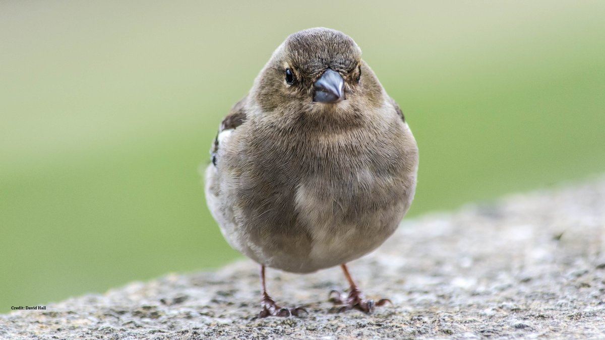 Yorkshire Wildlife Trust - follow us on Bluesky 🦋 tweet media