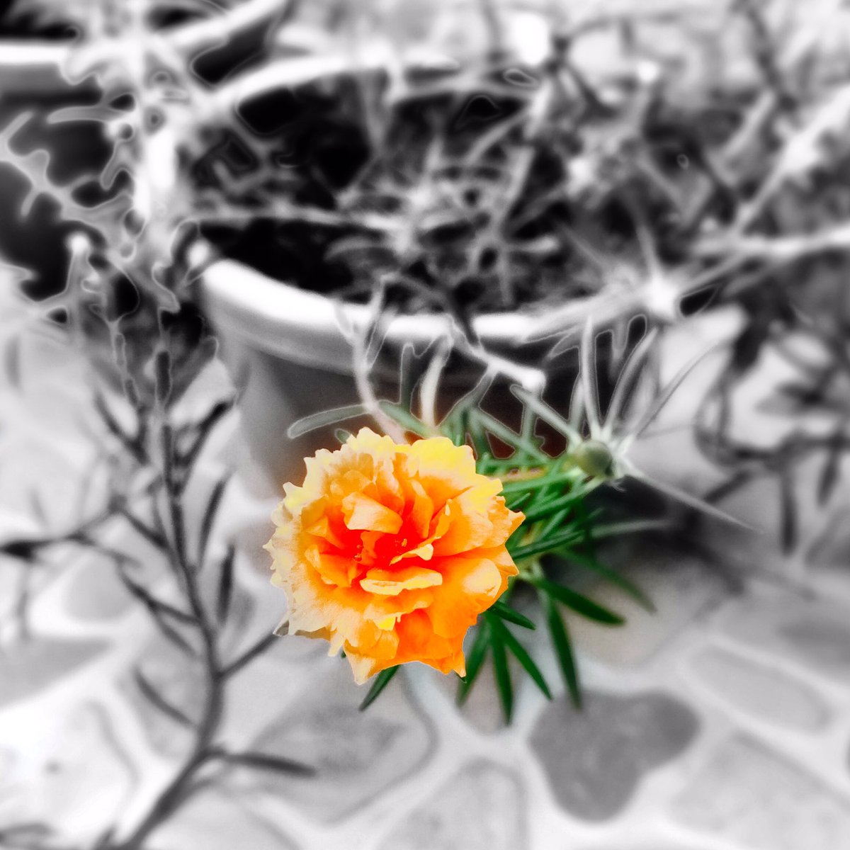AbloxzA's tweet image. your favorite flower. 🌼 #mda #orange #maldives #sabbasummersuite #garden #traveltips #fodhdhoo