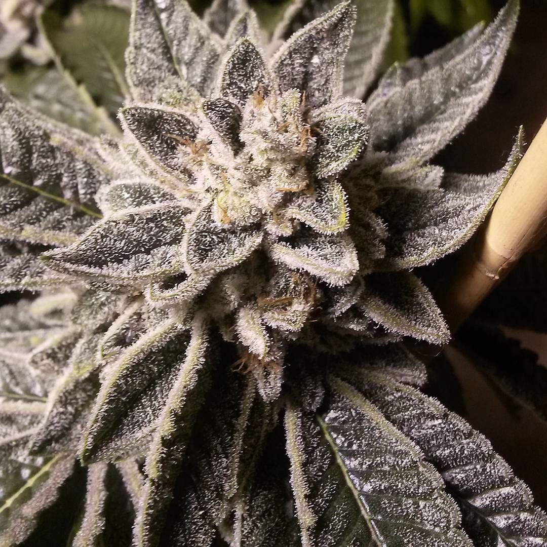 HDnugs's tweet photo. Sour Bubble https://t.co/GJtNAjSYCL
