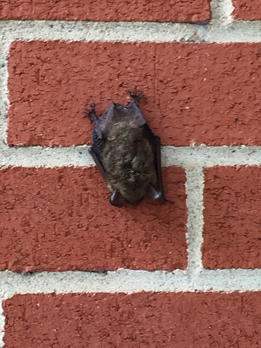WKUGeo˚ (@WKUGeo) on Twitter photo 22/08/2017 14:46:53 You never know what you'll see hanging around EST! You never know what you'll see hanging around EST!