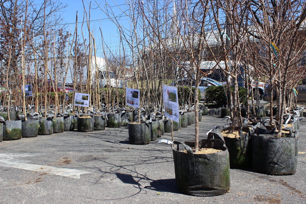 PhilaParkandRec's tweet photo. The deadline to apply for a @TreePhilly Community Yard Tree Giveaway Grant is this Friday! Submit your application ➡ https://t.co/X2CyRS32VL https://t.co/PTDItABnNv