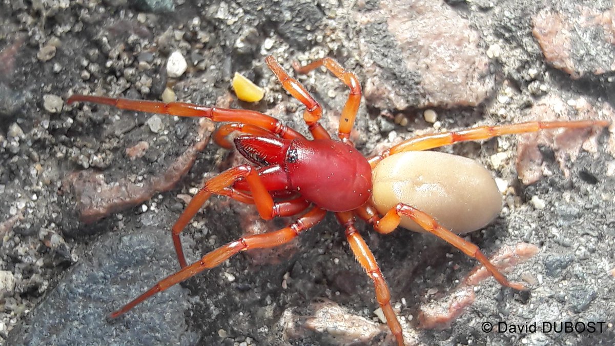Maison Paris Nature En Twitter Soulevez Les Pierres De Votre Jardin Et Vous Decouvrirez La Dysdere Erythrine Une Chasseuse De Cloporte Opie Insectes Flassere Https T Co Umijnsnwum