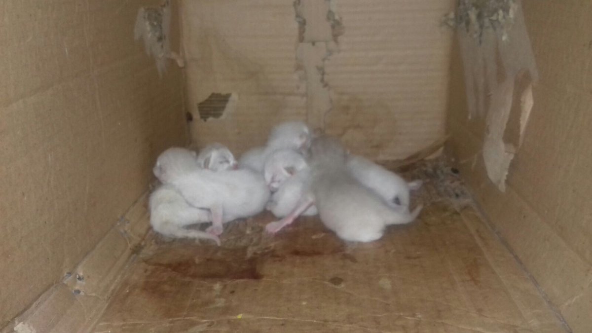 wakymaapp's tweet photo. ¡Pedimos ayuda para Soraya! Se encontró estos gatitos en Cáceres y busca alguien que los adopte. Contacto aquí: 600290972

¡Difunde, RT! 🔃 https://t.co/hKlwh6O0ZG