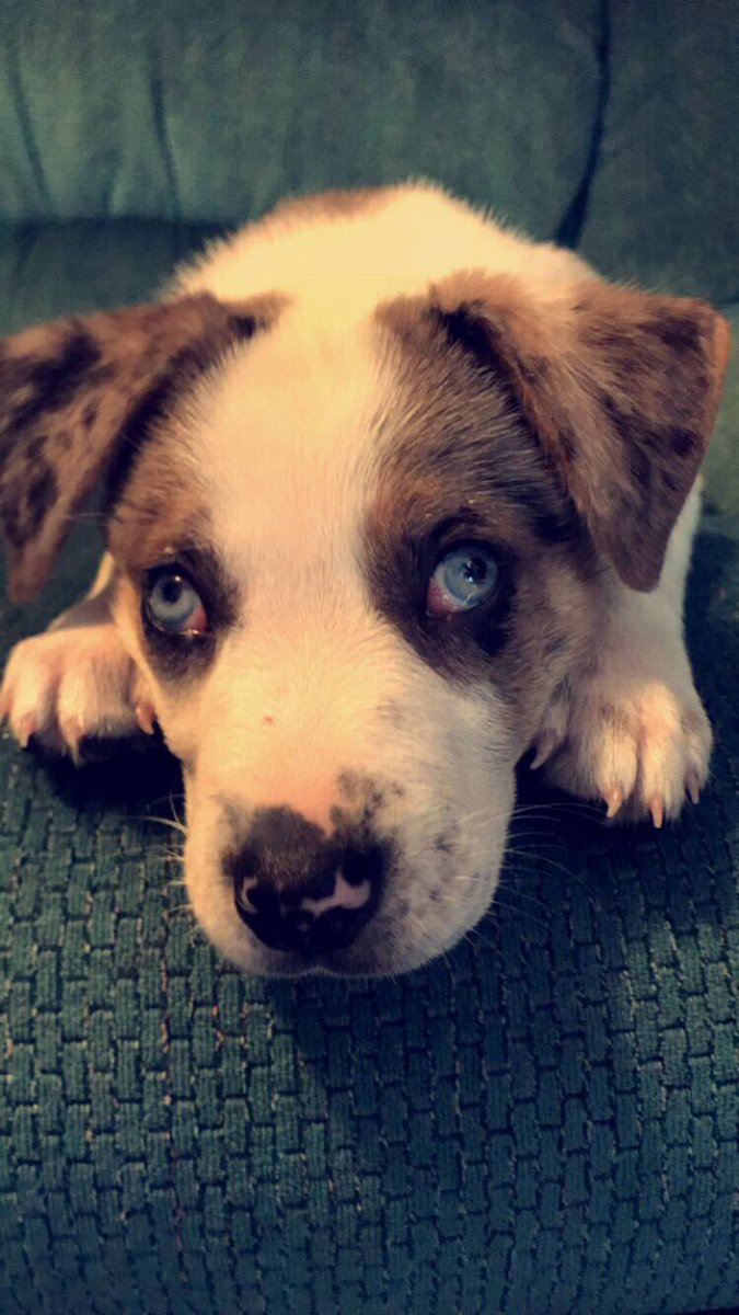 __tater's tweet photo. Some pics of my baby puppy dog this mornin 💕🐶 https://t.co/ZPyledLUR0