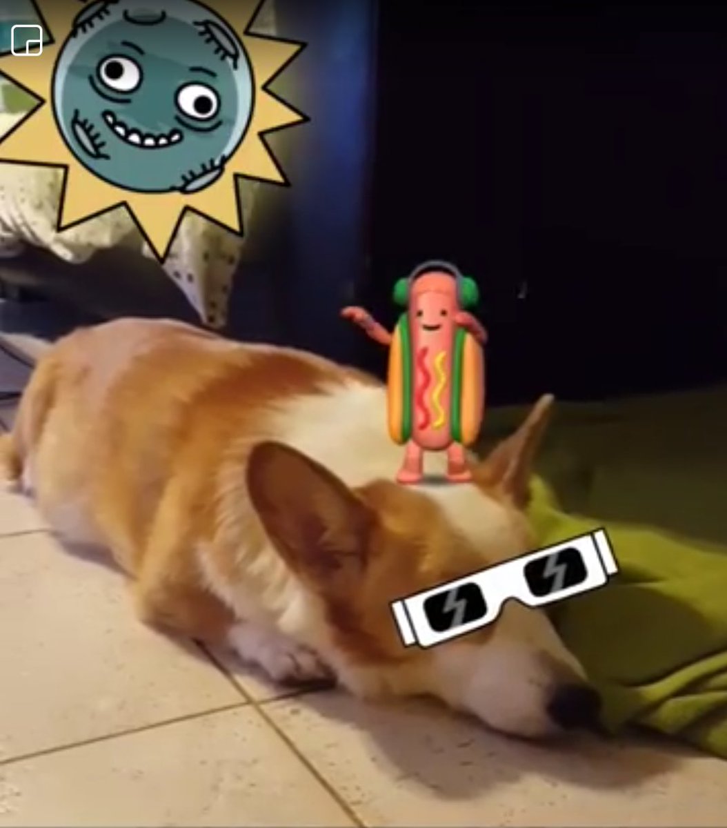 KingCrowStudios's tweet photo. The summer of Toki continues as #SolarEclipse2017 wore our poor pup out yesterday. (๐ปKingCrowStudios) #SummerToki #TokiTuesday https://t.co/AjsrrzMupX