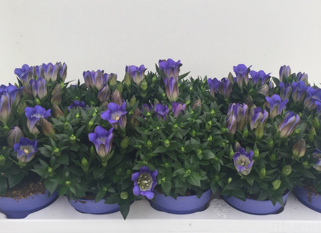 Volop verkrijgbaar woonplant van de maand Gentiana Rocky Diamond P10,5!