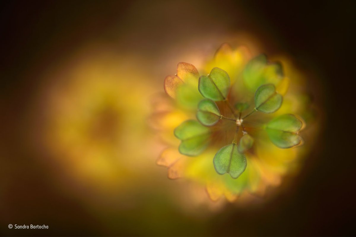 NHM_London's tweet photo. A tiny plant for #TaxonomyTuesday and our #WPY_Summer: Sandra Bartocha's image of a Cotswold pennycress (Thlaspi perfoliatum) https://t.co/UjgGqp4lQT