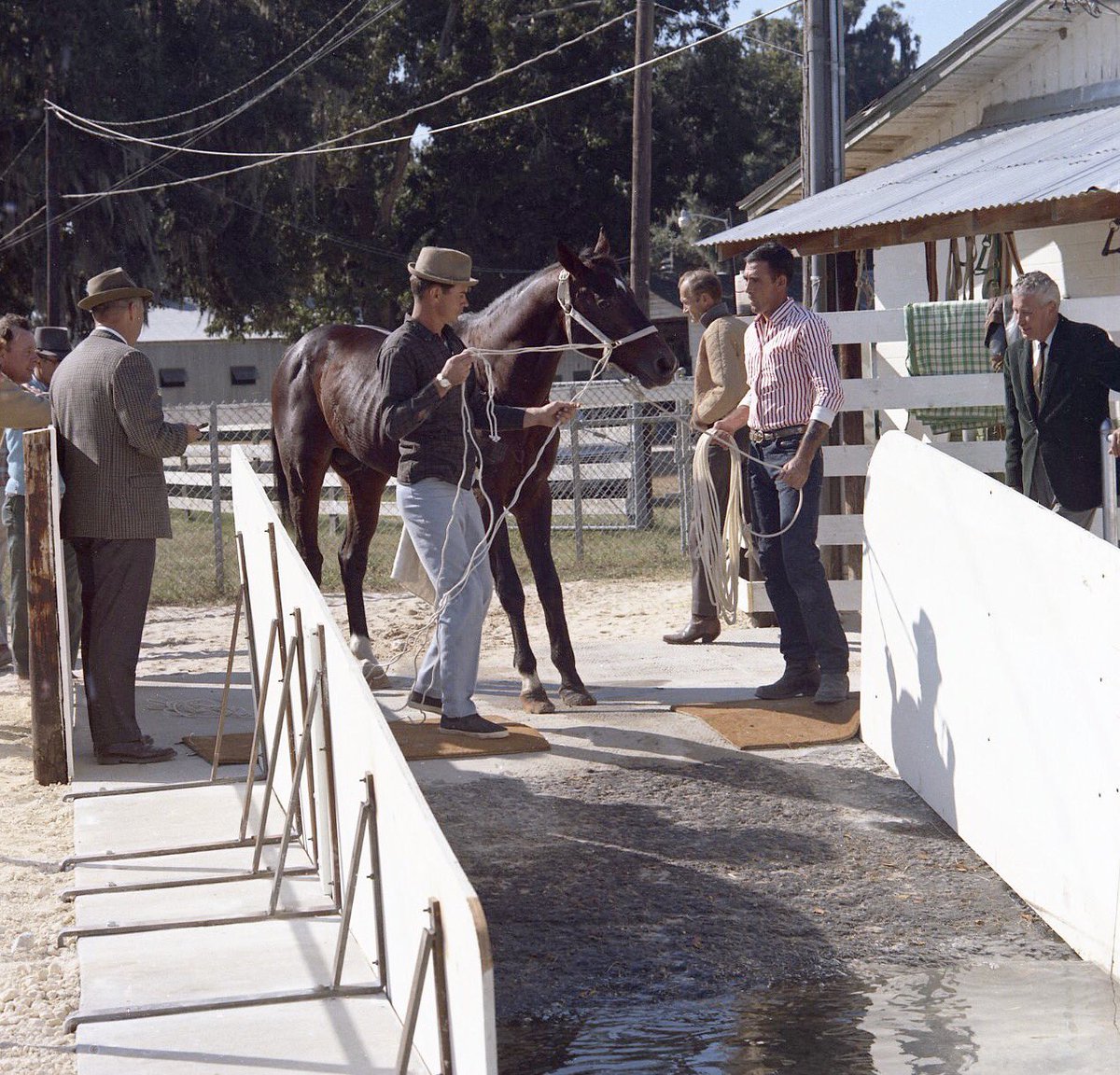 TTLColl's tweet photo. Rough'n Tumble, sire of Dr. Fager, going for a swim at Tartan Farms in 1963.

https://t.co/AnepLfHNIt

#florida #ocala #thoroughbred https://t.co/1chAhZWPgv