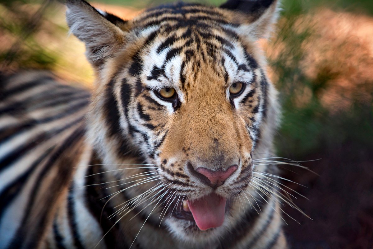 LSU's tweet photo. The official welcome event for #MikeVII is at 4:30 pm today outside the Tiger Habitat. Come out!
Details: https://t.co/KpEL1pu18z https://t.co/JBr50q1OI5