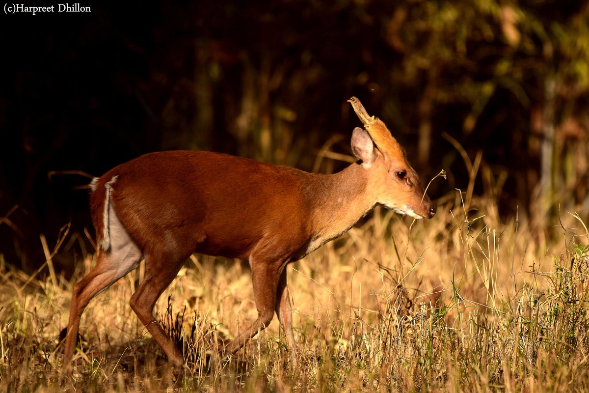 Happy123dhillon's tweet photo. Barking deer
Kanha tiger reserve
2017 https://t.co/hvMA3pUtoJ