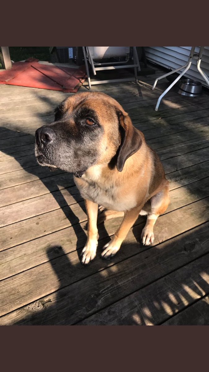 SDDogs1's tweet image. Teacup, centerville