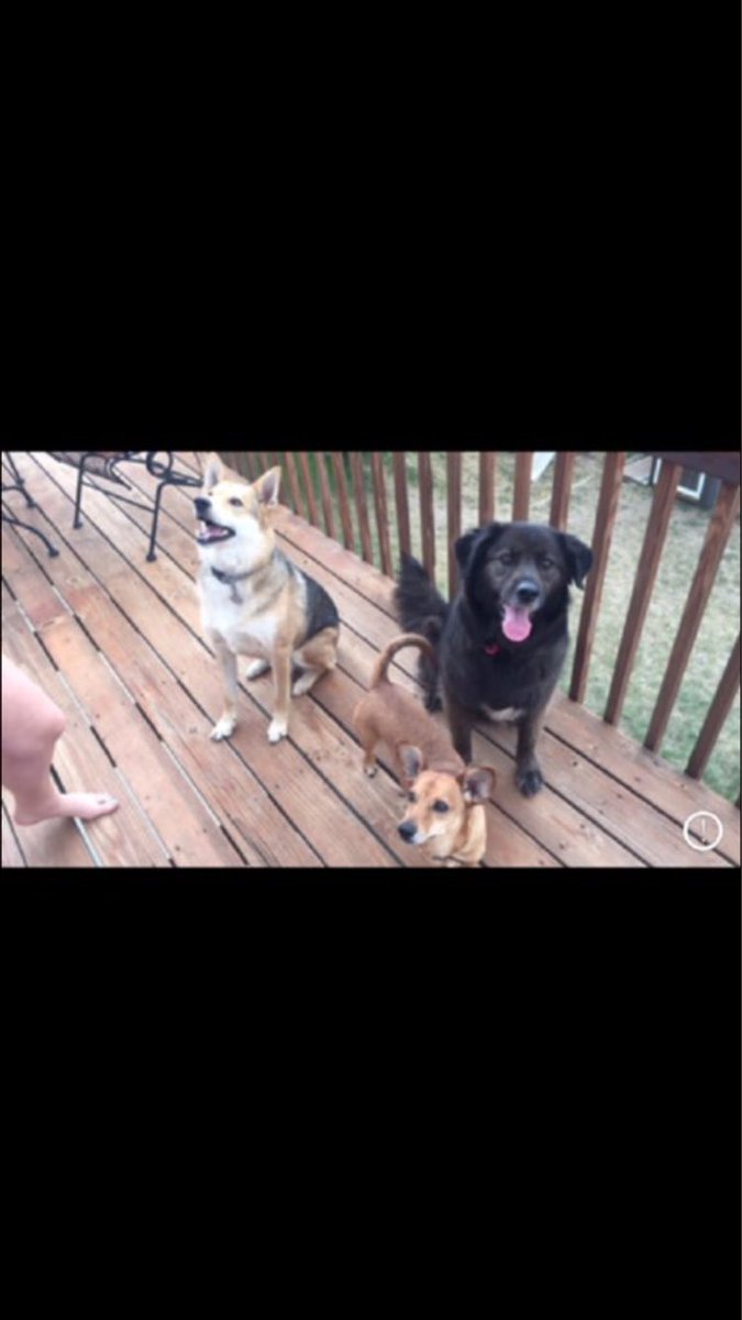 SDDogs1's tweet image. Laroo, Kevin, and Six. Rapid city