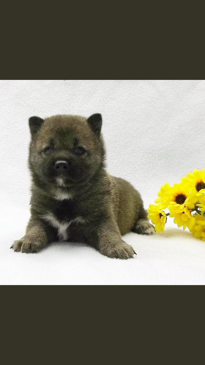 SDDogs1's tweet image. Shabba, Vermillion