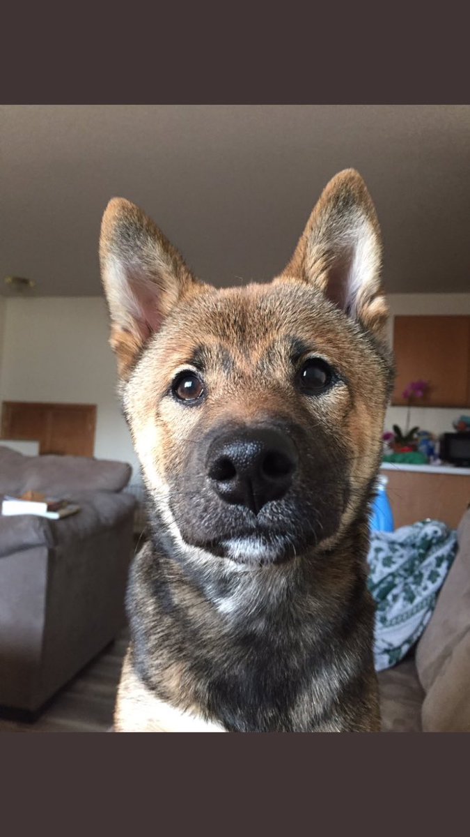 SDDogs1's tweet image. Shabba, Vermillion