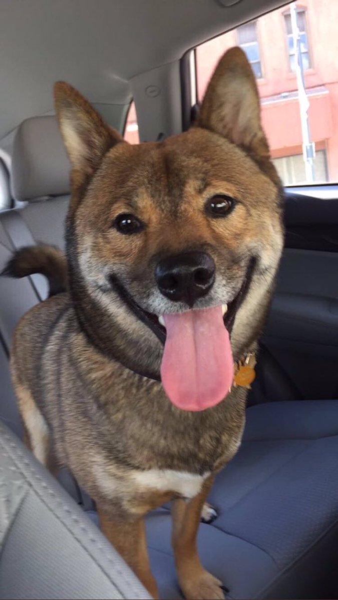 SDDogs1's tweet image. Shabba, Vermillion