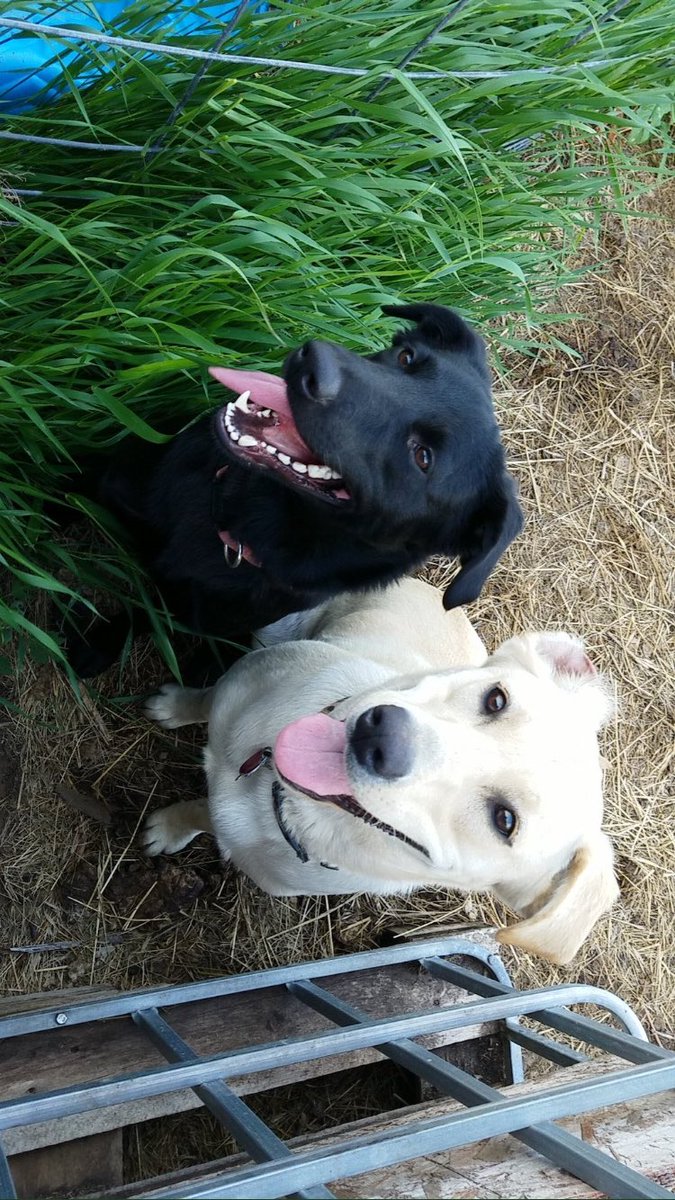 SDDogs1's tweet image. Lucy and Katie, Bruce