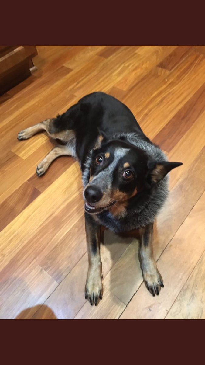 SDDogs1's tweet image. Sadie, Sioux Falls