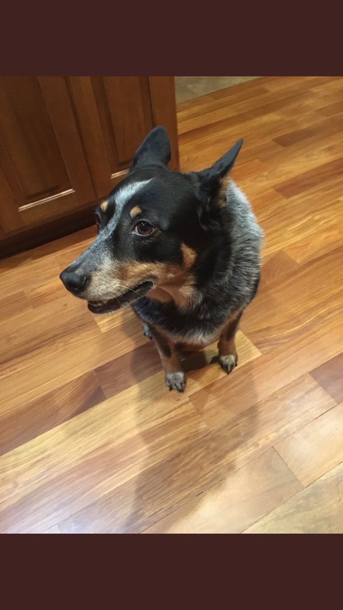 SDDogs1's tweet image. Sadie, Sioux Falls