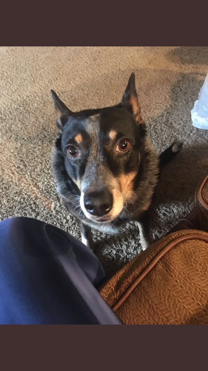 SDDogs1's tweet image. Sadie, Sioux Falls