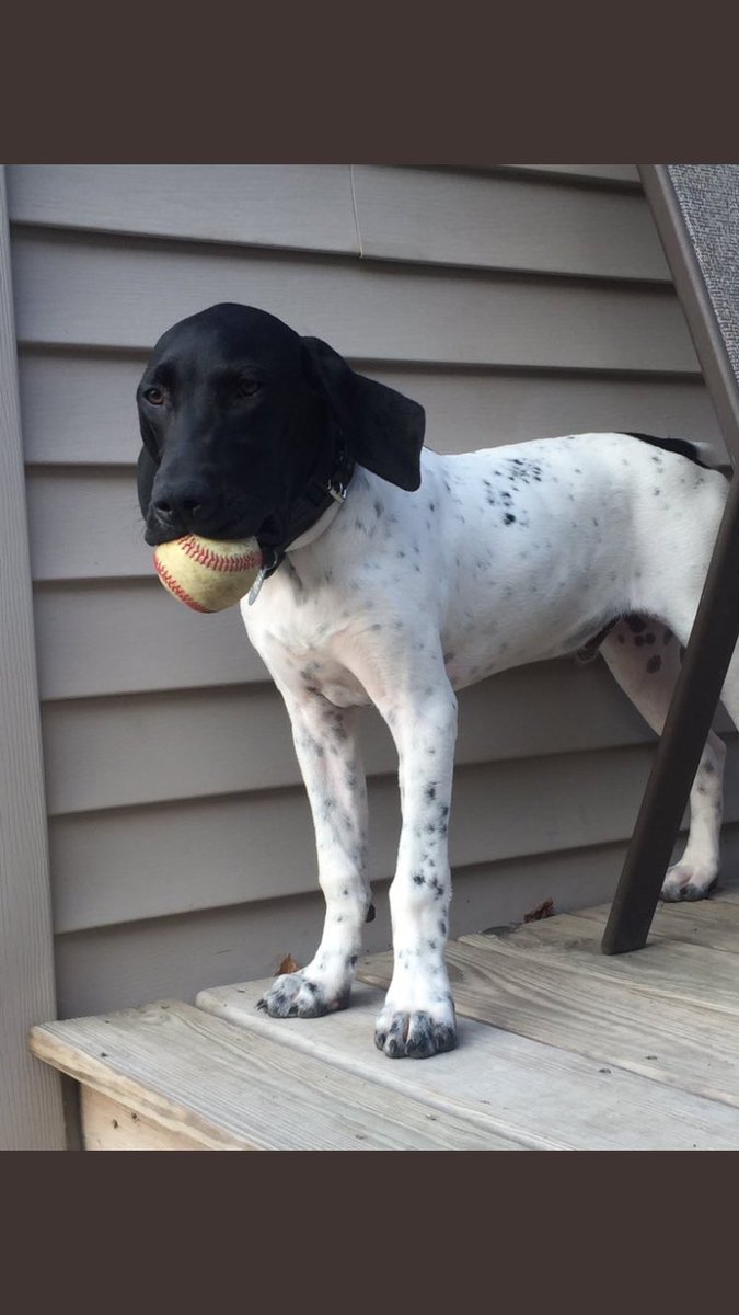 SDDogs1's tweet image. Scout, Sioux Falls