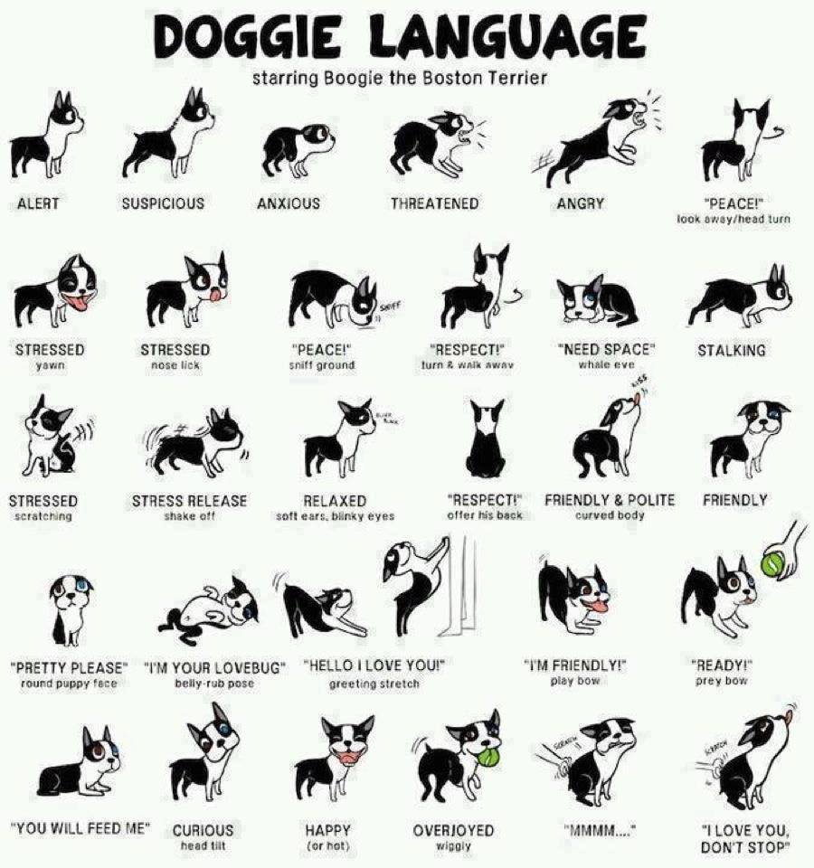 TheDogAndI1's tweet photo. A useful reference. Dogs really do give so much away with their body language. #dogbehaviour #dogs #dogtalk https://t.co/hb1MWlnFgz