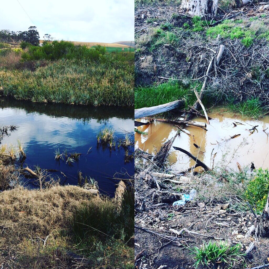 WWFSouthAfrica's tweet photo. Here is a contrast between the river where Palmiet vegetation is planted (left) and an untreated river (right).Restoration #SAWaterFuture πΌπ https://t.co/b0Dq8oZFMK