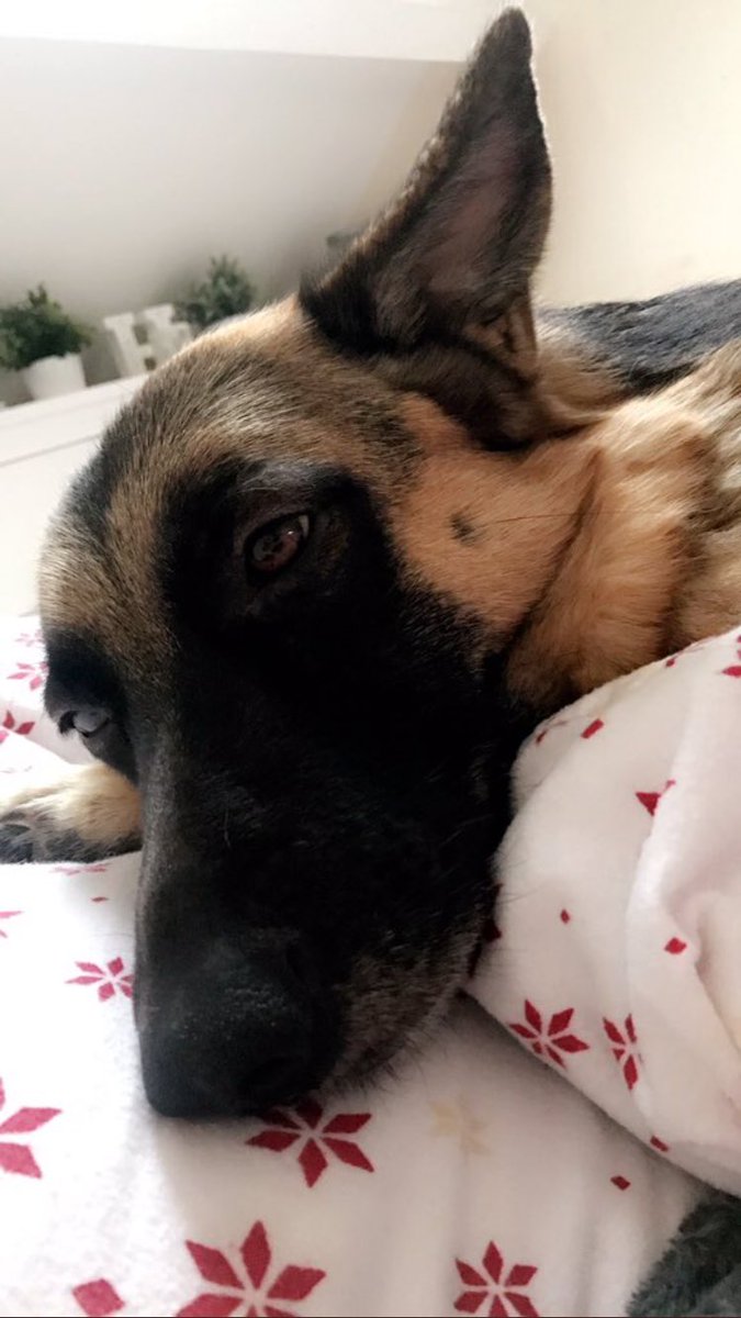 SDDogs1's tweet image. Poppy, Nottingham