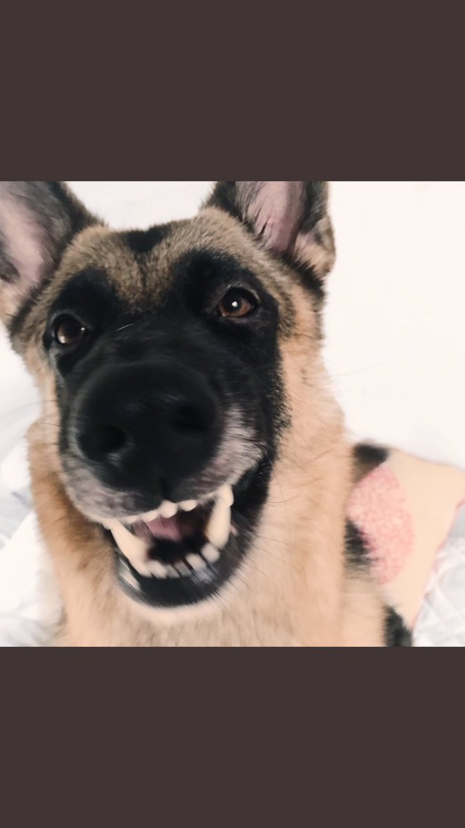 SDDogs1's tweet image. Poppy, Nottingham