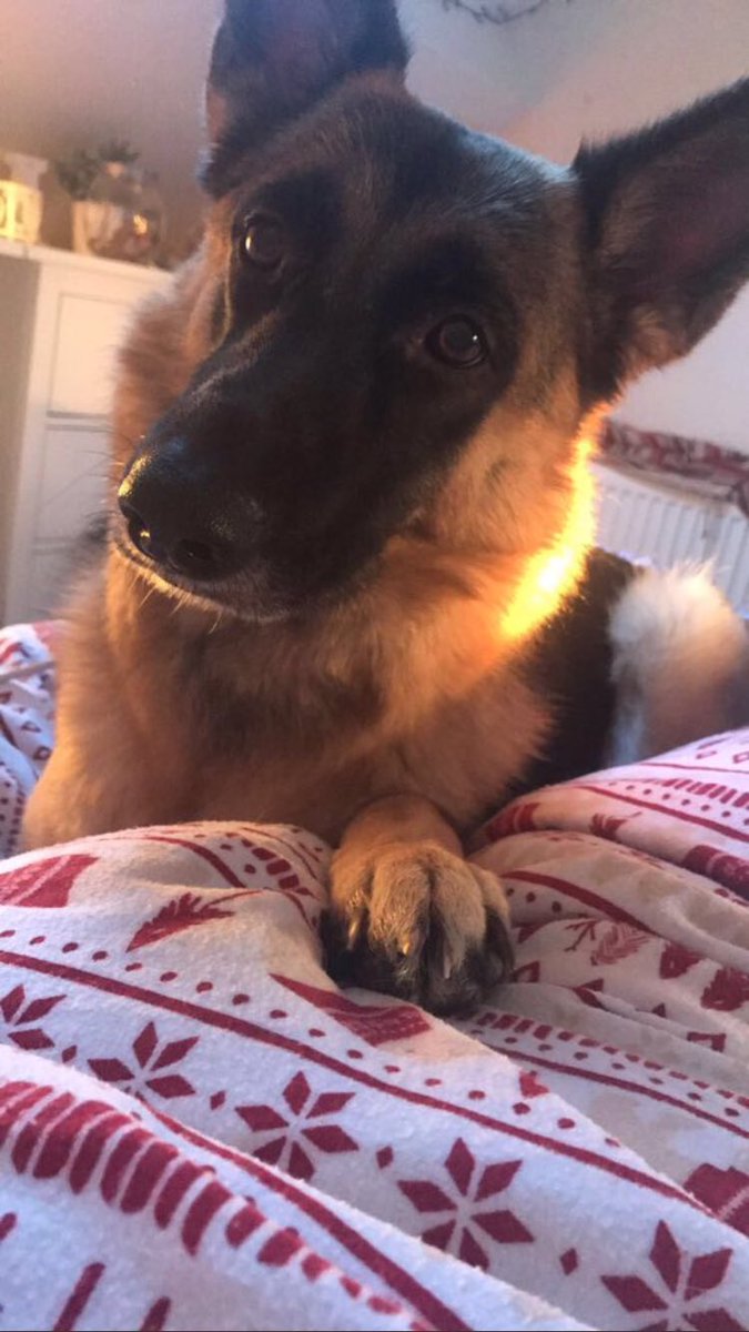 SDDogs1's tweet image. Poppy, Nottingham