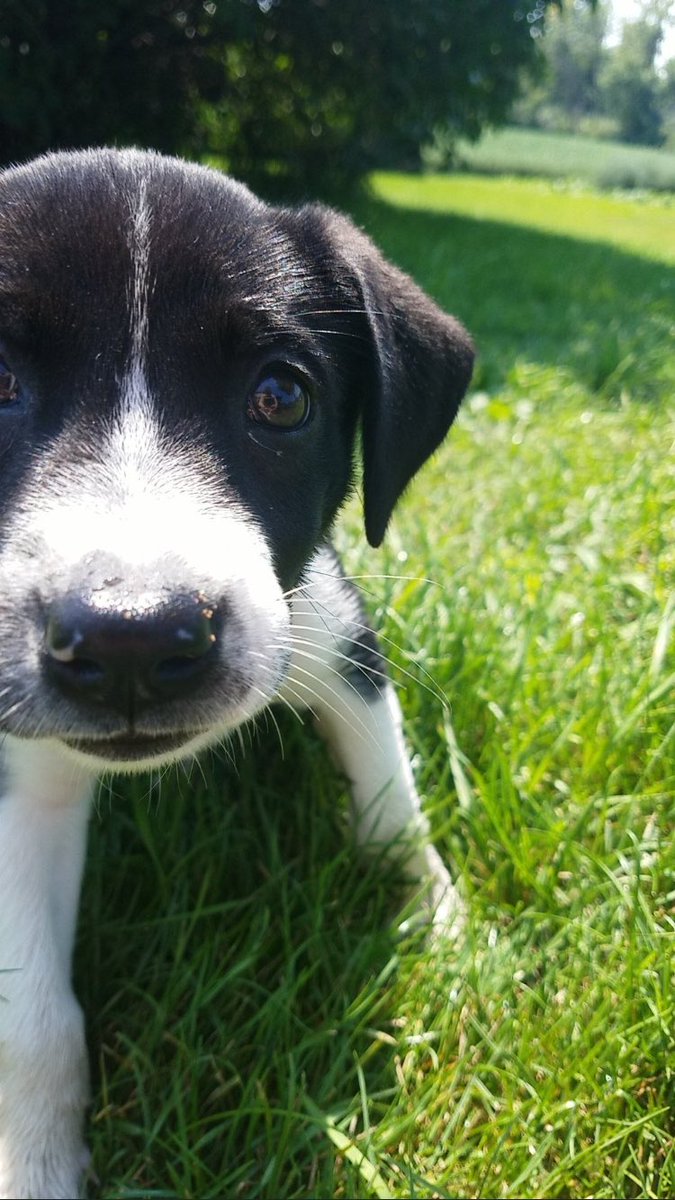 SDDogs1's tweet image. Molly, Bruce