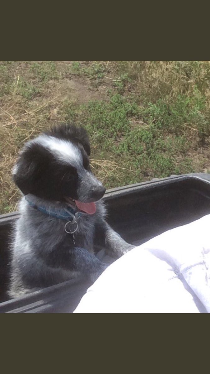 SDDogs1's tweet image. Maggie, Lantry