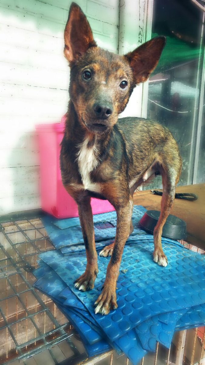 AdopcionesQ's tweet photo. ¿Buscás un perrito super dulce y de tamaño chico? CUQUITO es el indicado💚 ¡Difundamos para encontrarla familia!
https://t.co/C2MaDu7RTI
RT https://t.co/Emt5JHGjxU