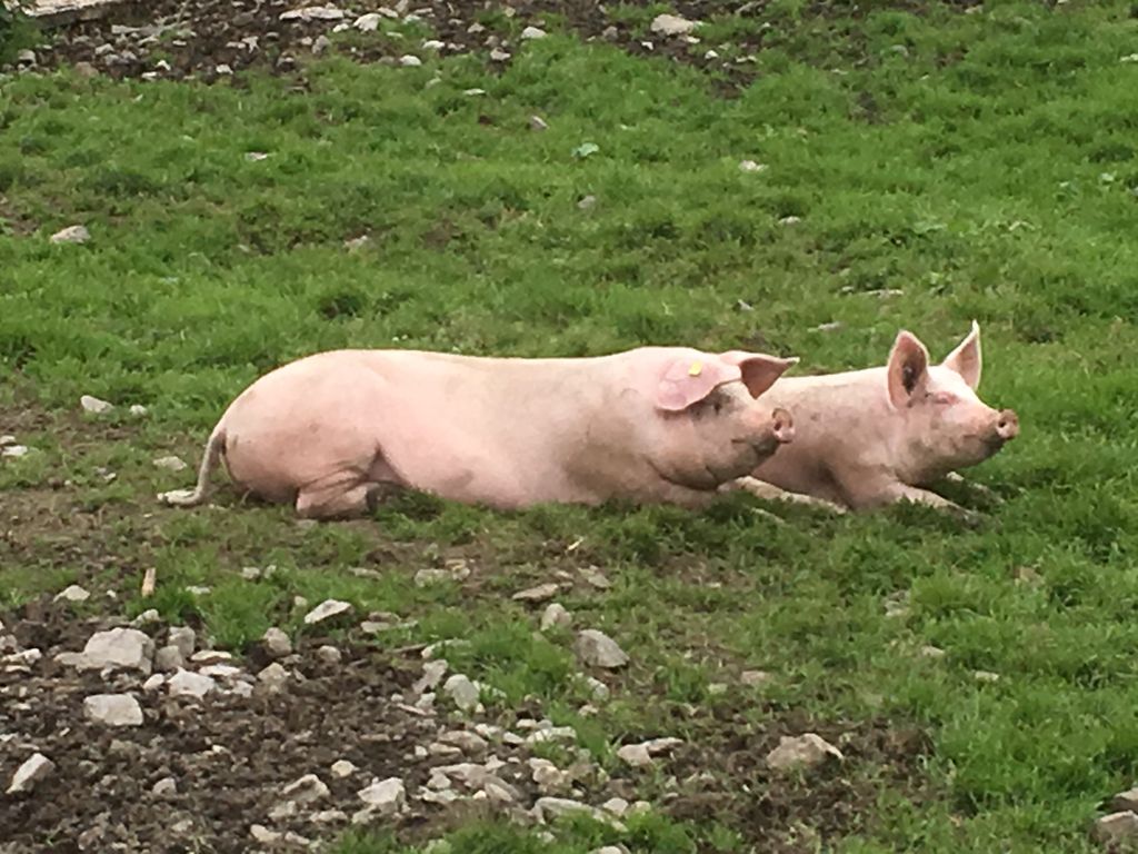 Glück zu zweit - Schwein gehabt! 😊
Bild: Wandermagazin SCHWEIZ, plm
