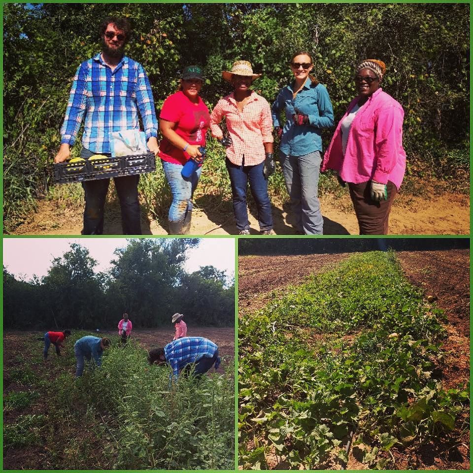 #farmerstarter first day! Check out the #beforeandafter in the #melon patch #farmshareATX