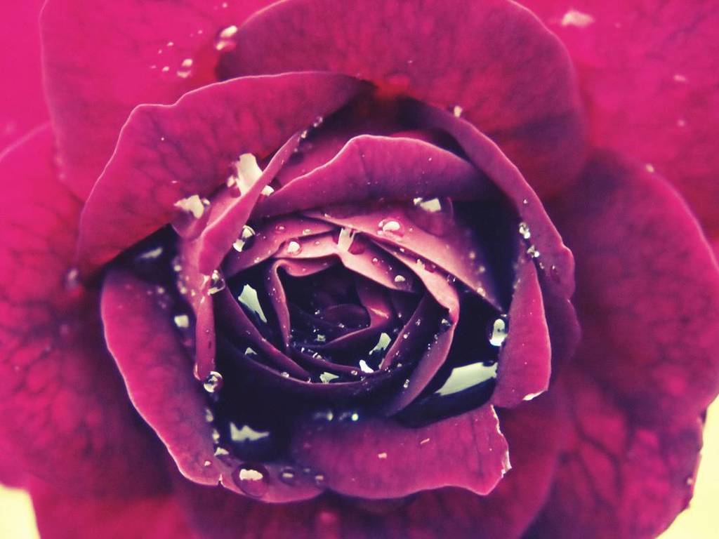 Hideo Saito 薔薇 Rose Flower Flowers Summer Plant 花ポルノ Nature Olympus Olympuspen Olympuspenepl2 オリンパス T Co Dbuevxrtqn T Co Vvvjclib1z Twitter