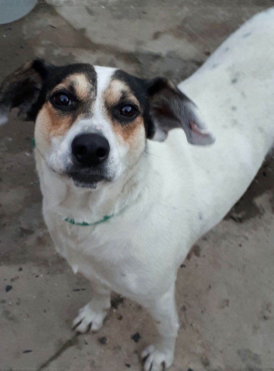 AdopcionesQ's tweet photo. FEDERICA fue arrojada desde una camioneta frente a nuestro refu ¿Difundimos su caso para darle una nueva vida? ¡Merece otra oportunidad!
RT https://t.co/d4ANyx4Dt3